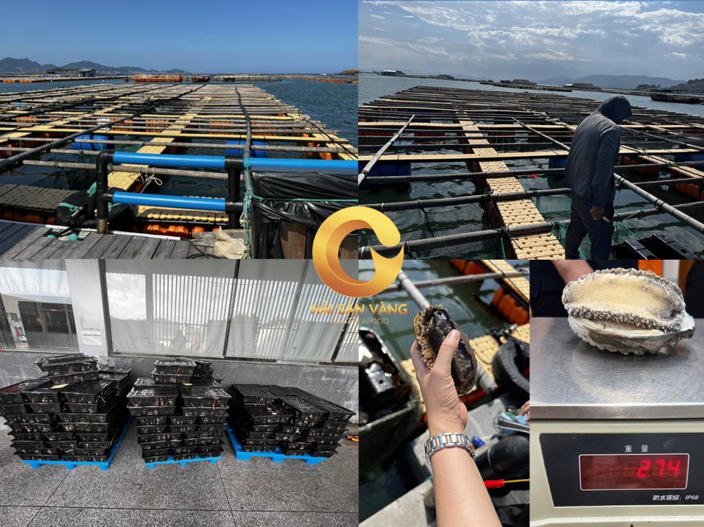 Bao ngu nuoi quang canh