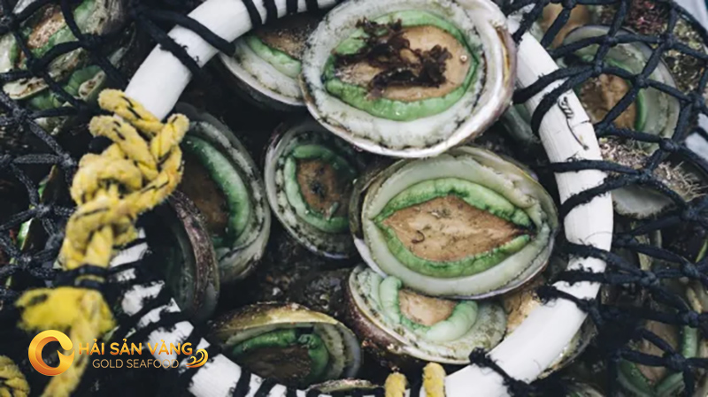 Bao ngu Uc Vien Xanh