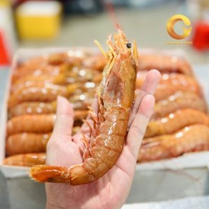 Tôm Đỏ Atlantic