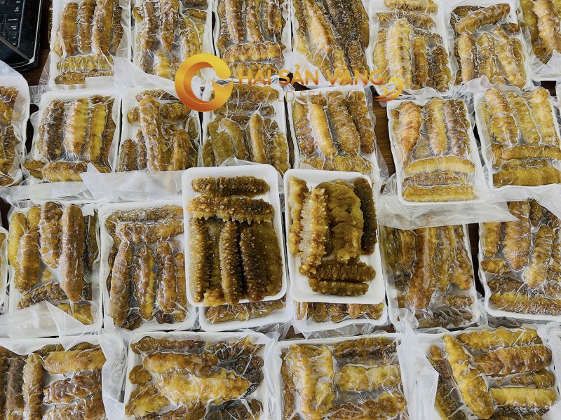 Hải sâm gai vàng