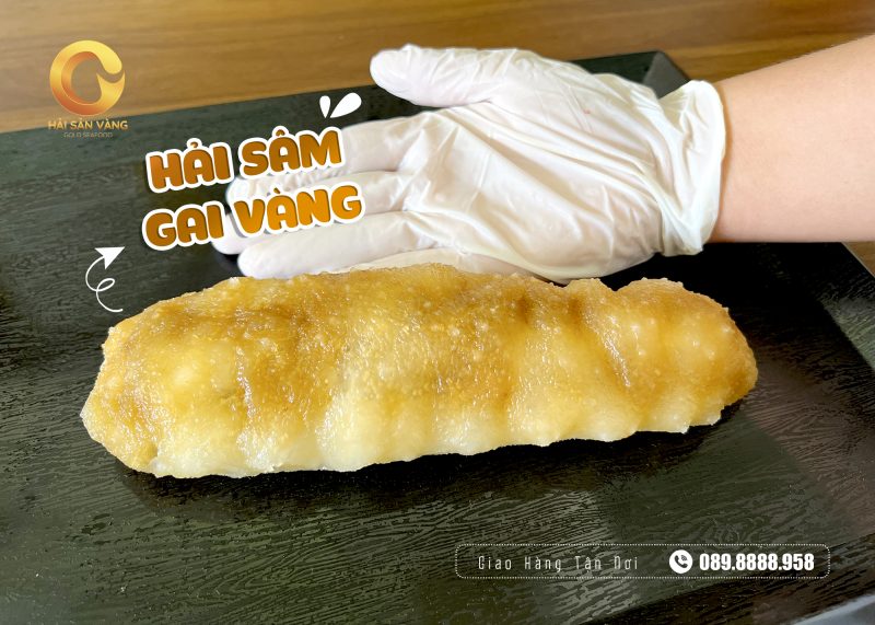 Hải sâm gai vàng