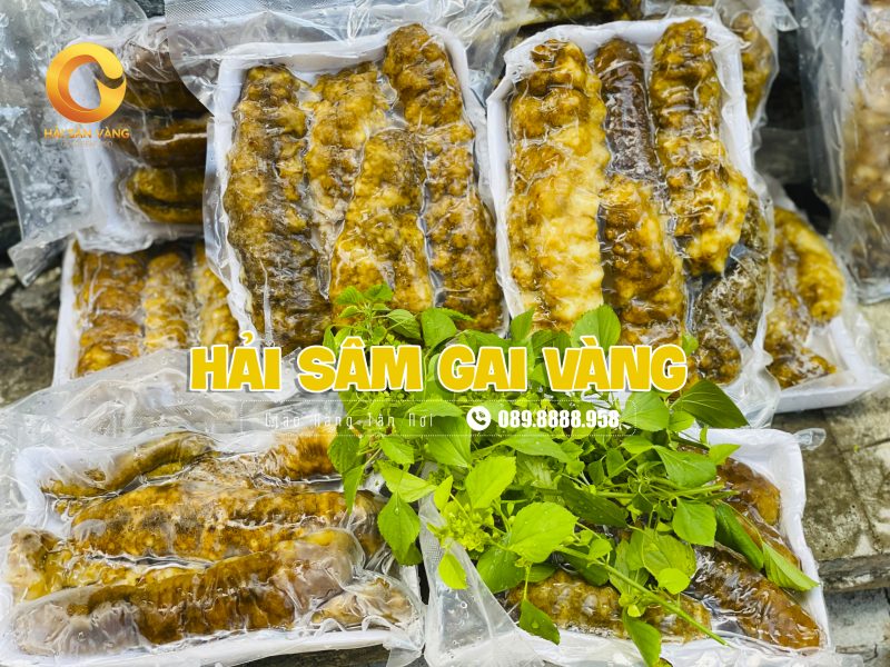 Hải sâm gai vàng