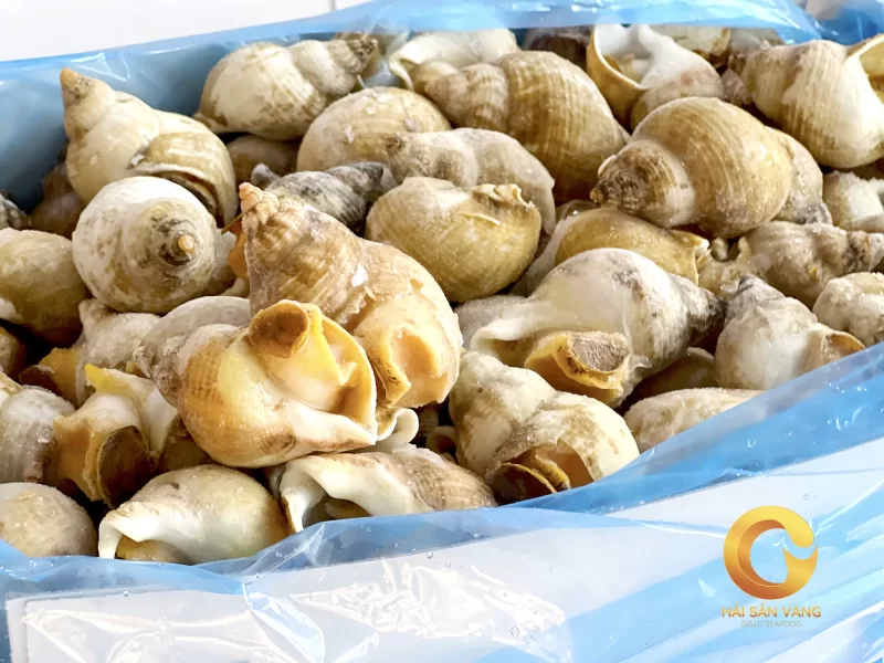 Ốc bulot làm sạch