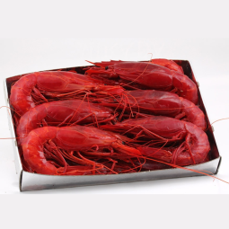 Tom do carabineros