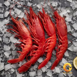 Tôm Đỏ Địa Trung Hải Carabineros