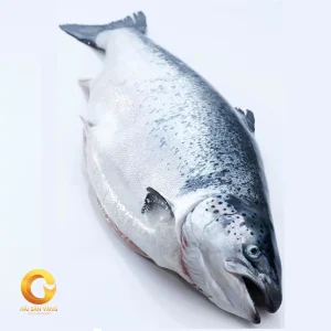 Cá Hồi Nauy Nguyên Con