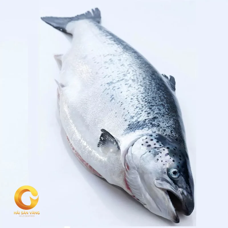 Cá Hồi Nauy Nguyên Con