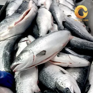 Cá Hồi Nauy Nguyên Con