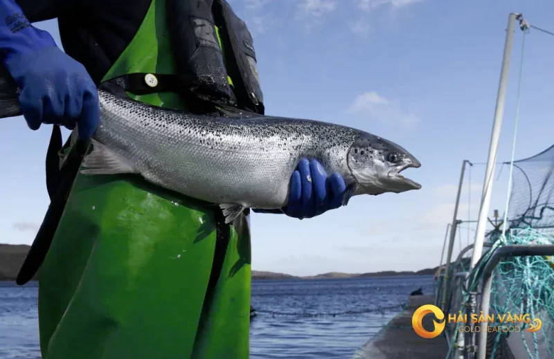 Vùng biển Cá Hồi Nauy